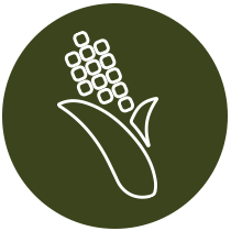 icon-corn